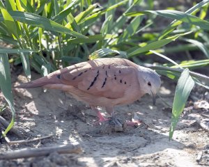 Ruddy Ground Dove