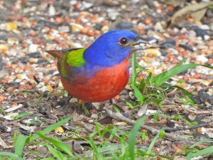 Painted Bunting