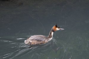 Grebe