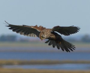 Kestrel hovering