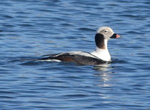 Long-tailed Duck