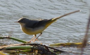 Grey Wagtail