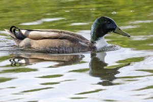 Mallard