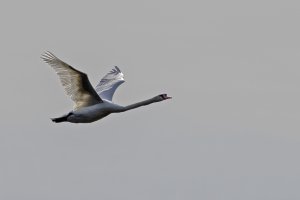 Mute Swan