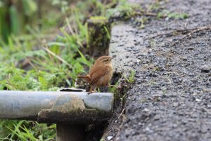 Wren