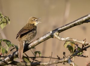 Grasshopper Warbler