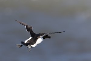 Razorbill