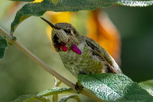 Anna's Hummingbird