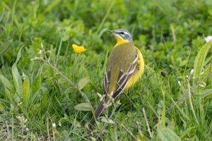 Western Yellow Wagtail