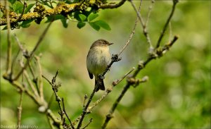 Chiffchaff.