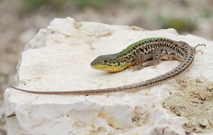 Balkan Wall Lizard