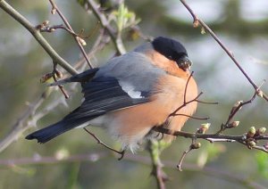 Bullfinch