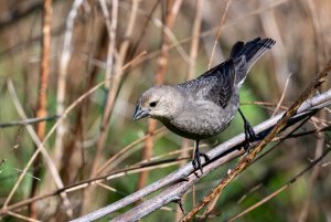 Female Brown-headed Cowbird