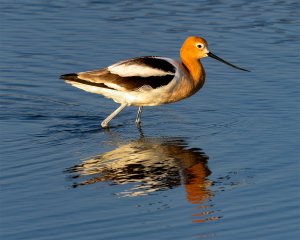 American Avocet