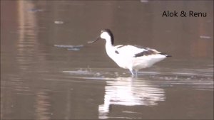 Lakescape-1K68 : Pied Avocet : Amazing Wildlife of India by Renu Tewari and Alok Tewari