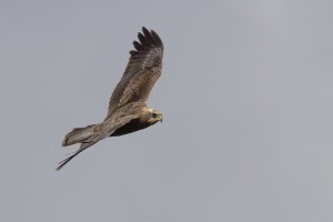 Marsh Harrier f