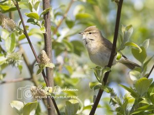 Willow Warbler