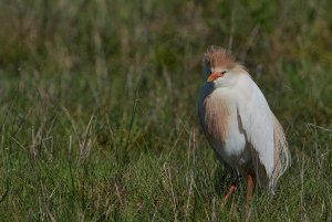 Cattle egret