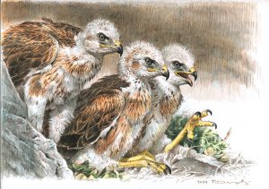 LONG-LEGGED-BUZZARD-CHICKS-.jpg