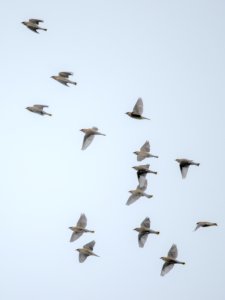 cedar waxwings