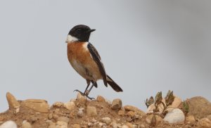 European stonechat