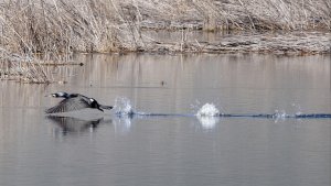 Great Cormorant