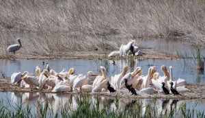 White Pelican