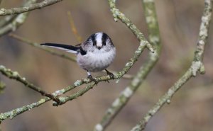 Long-tailed Tit