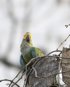 Red-bellied Macaw