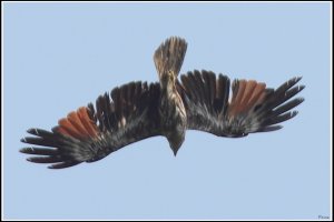 Brahminy Kite in diving