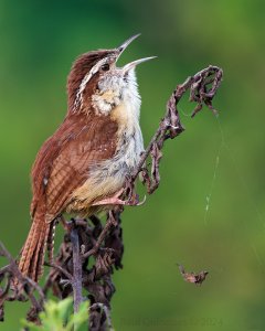 Carolina wren