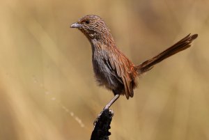 Kalkadoon Grasswren