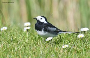 Pied Wagtail 2791.jpg