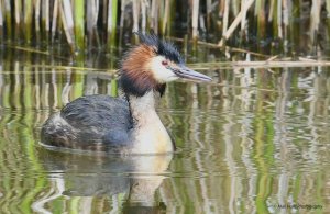 Great Crested Grebe 3183.jpg