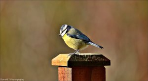 Blue Tit.