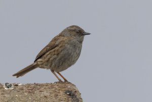 1Dunnock