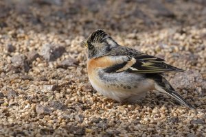 Brambling