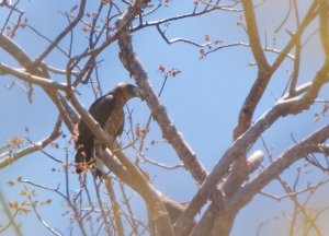 Grenada Hook-billed Kite