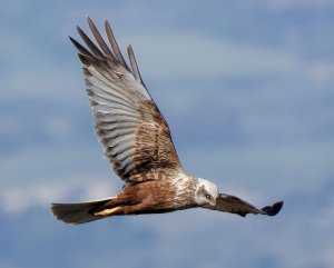 Marsh harrier