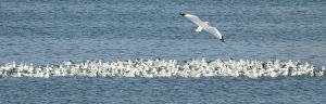 Gulls