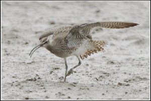 Eurasian Whimbrel