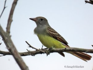 Great Crested Flycatcher