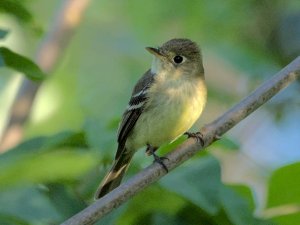 Western flycatcher