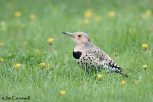 Northern Flicker