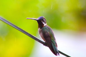 Long - billed Starthroat (male)