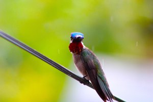 Long - billed Starthroat (male)