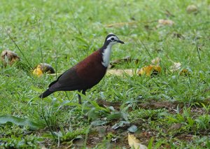 White-fronted Ground-Dove