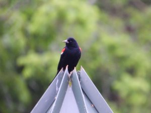 Red-winged head profile