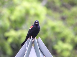 Red-winged saying something