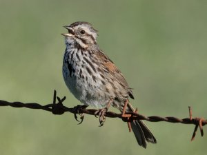 song sparrow